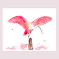 Roseate Spoonbill